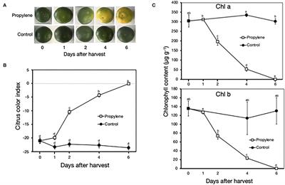 Examining the Role of Low Temperature in Satsuma Mandarin Fruit Peel Degreening via Comparative Physiological and Transcriptomic Analysis